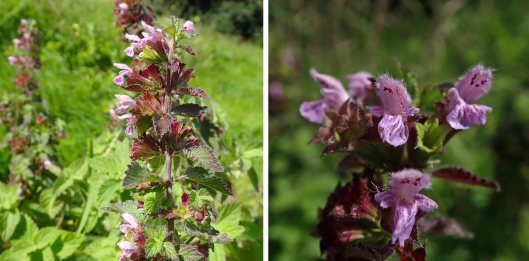 230903 black horehound (2)