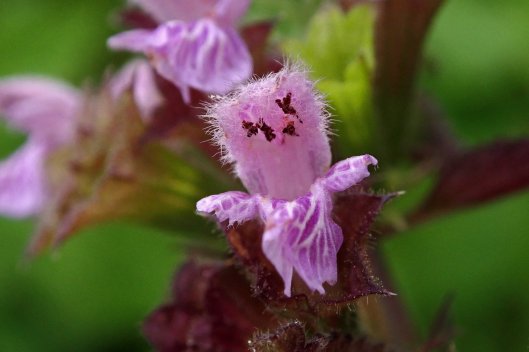 230903 black horehound (3)