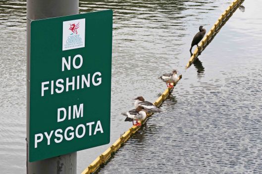 230905 goosander (1)