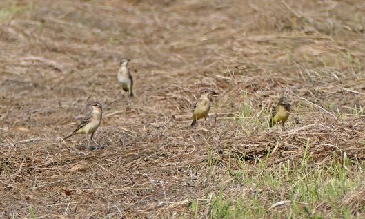 230907 yellow wags (1)