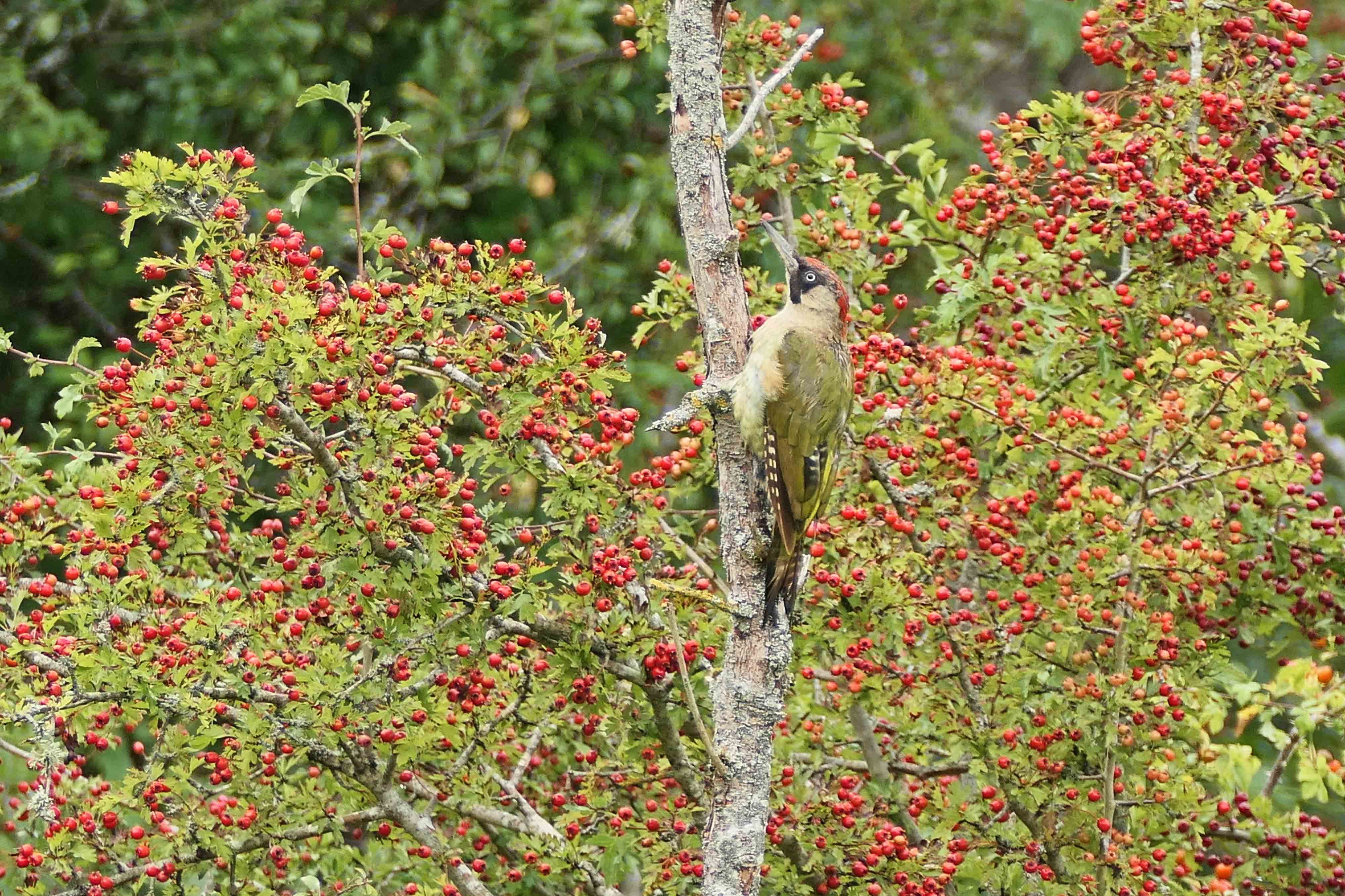 230912 green woodpecker (1)