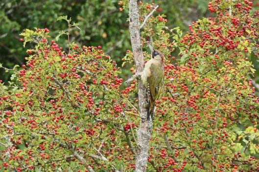 230912 green woodpecker (1)