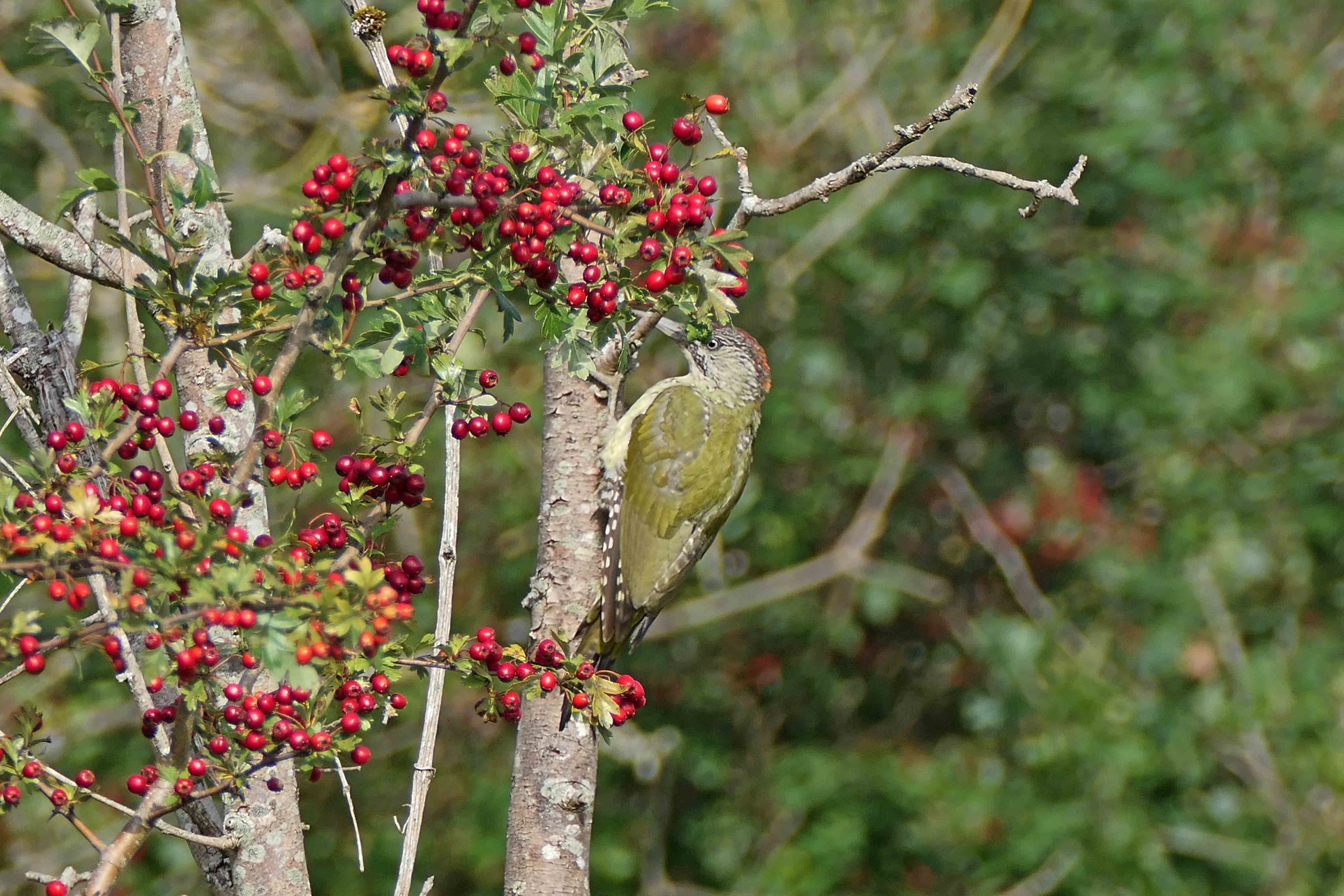 230912 green woodpecker (2)