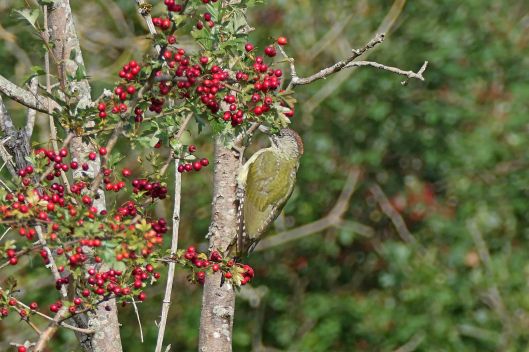 230912 green woodpecker (2)