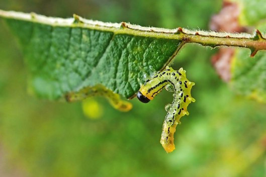 230913 euura pavida (1)