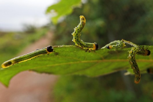 230913 euura pavida (2)