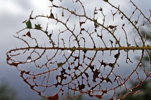 230913 euura pavida (3)