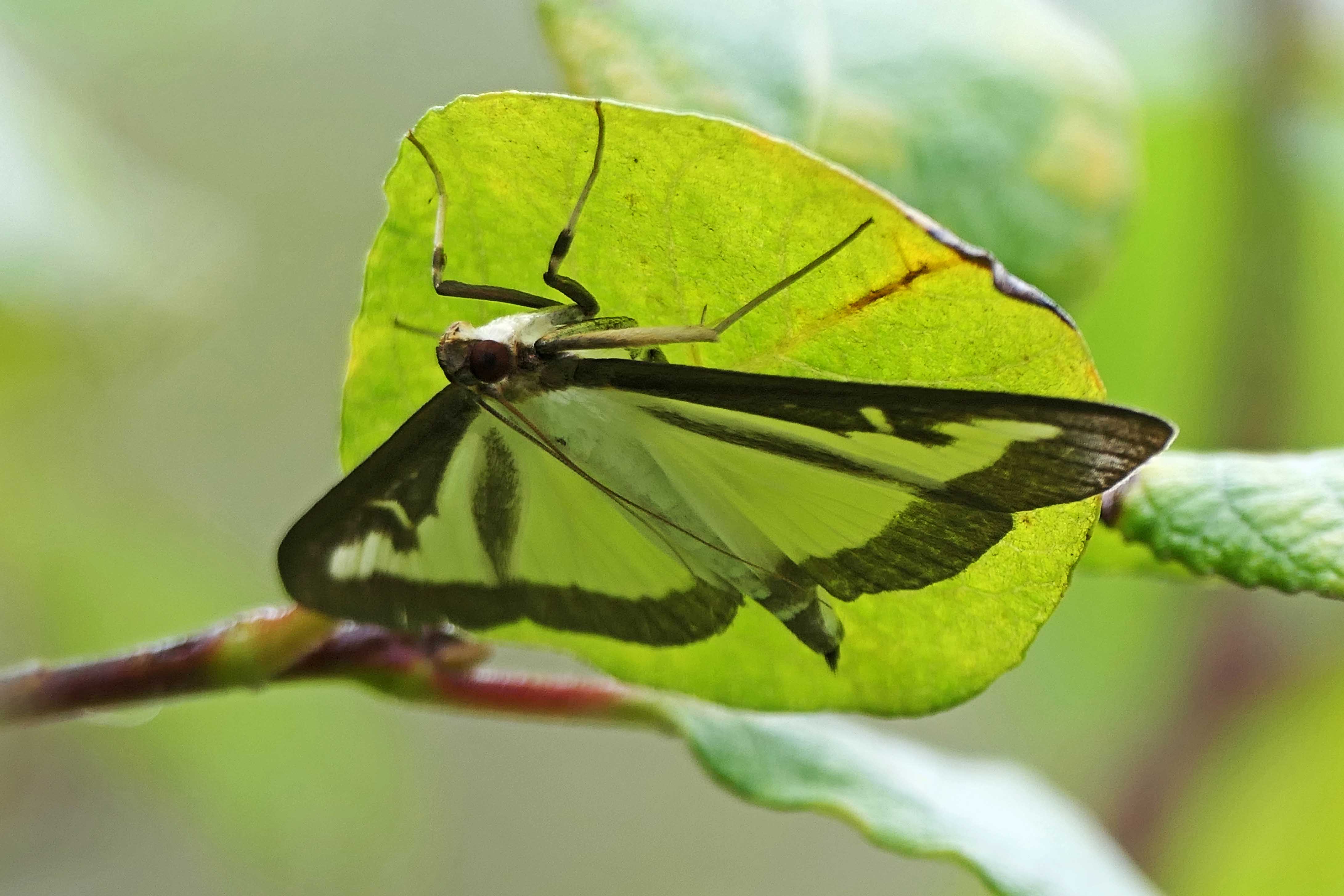 Box tree moth | earthstar