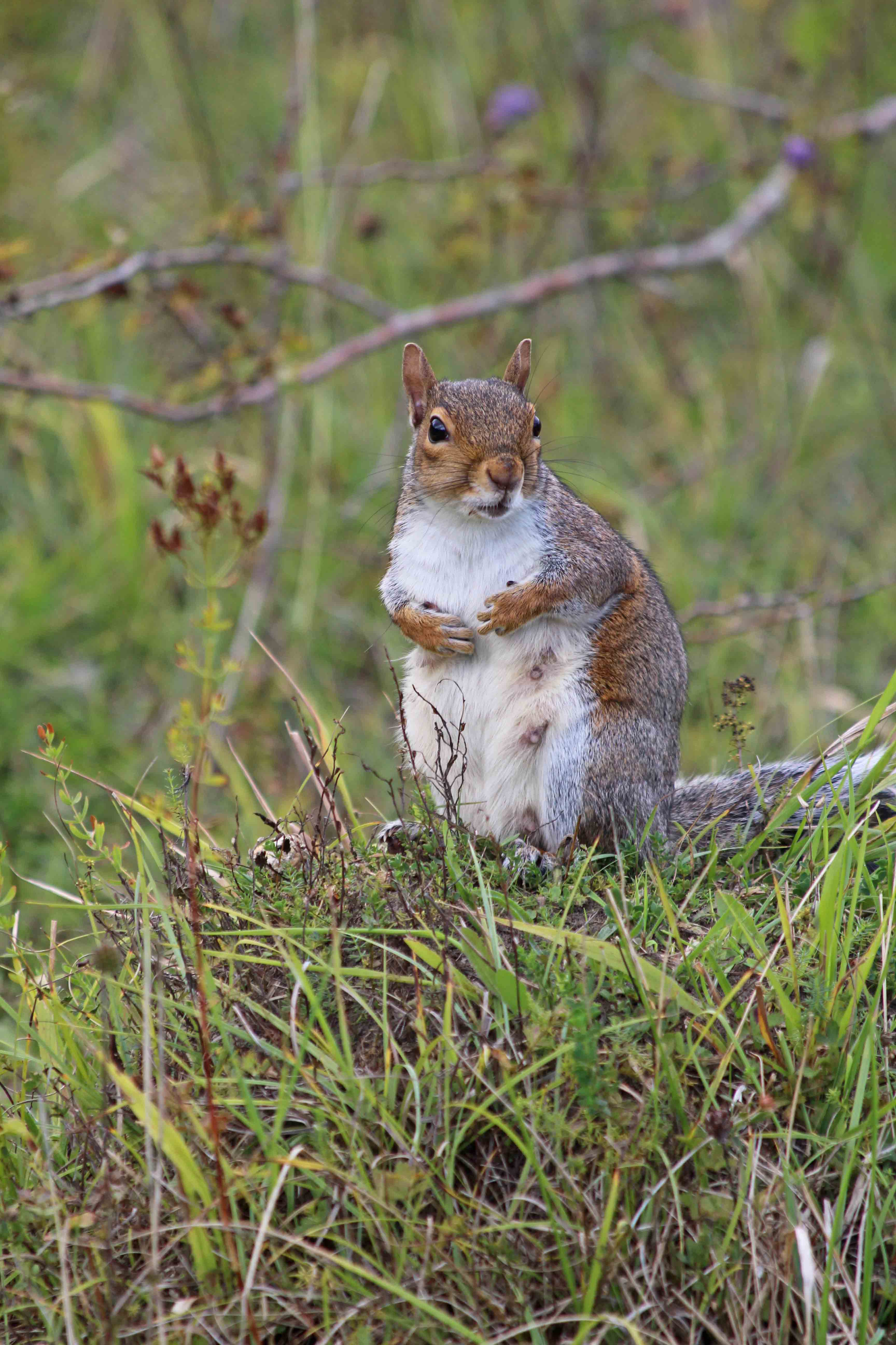 230917 mother squirrel