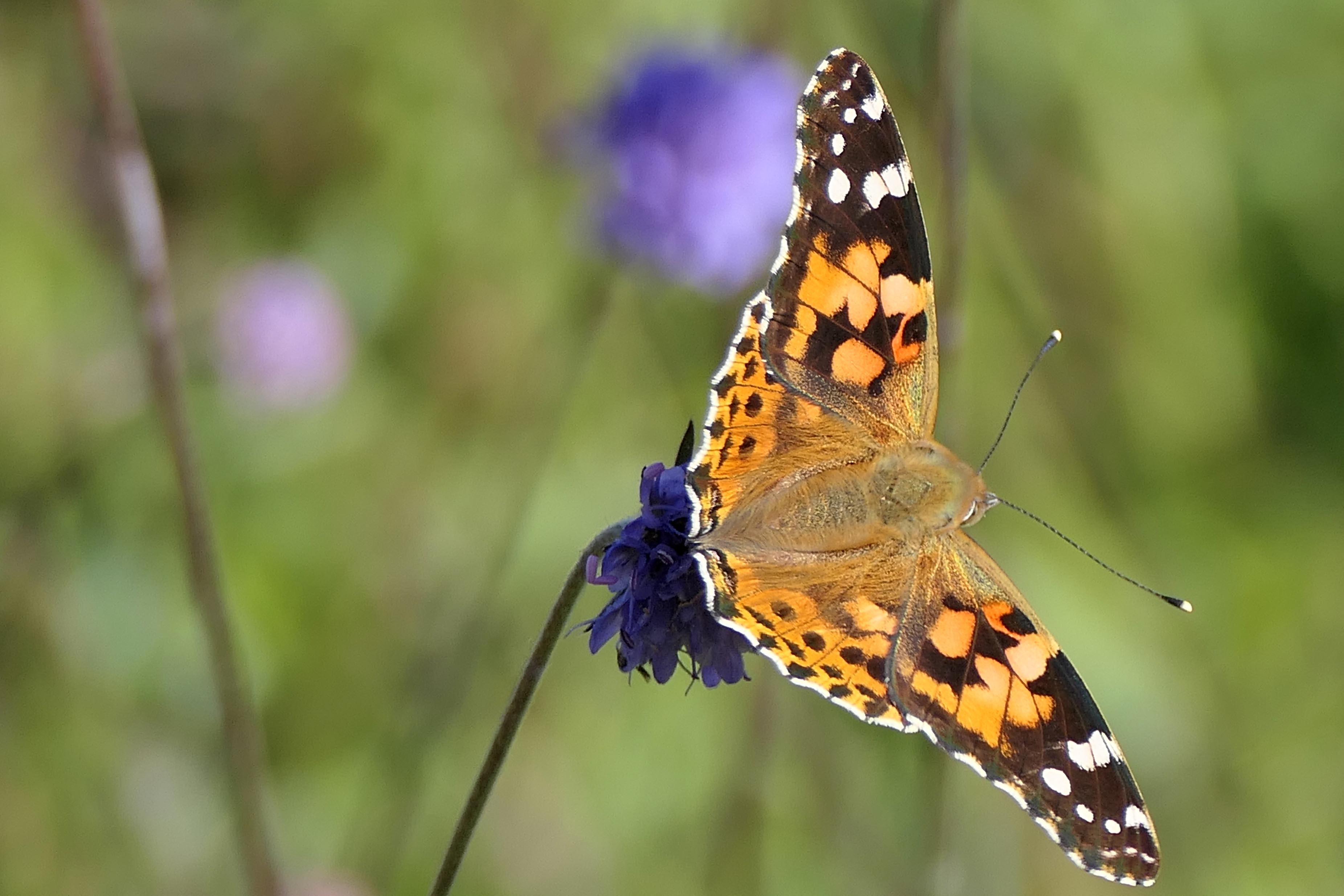 230917 scabious painted lady (2)