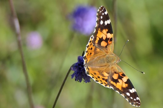 230917 scabious painted lady (2)