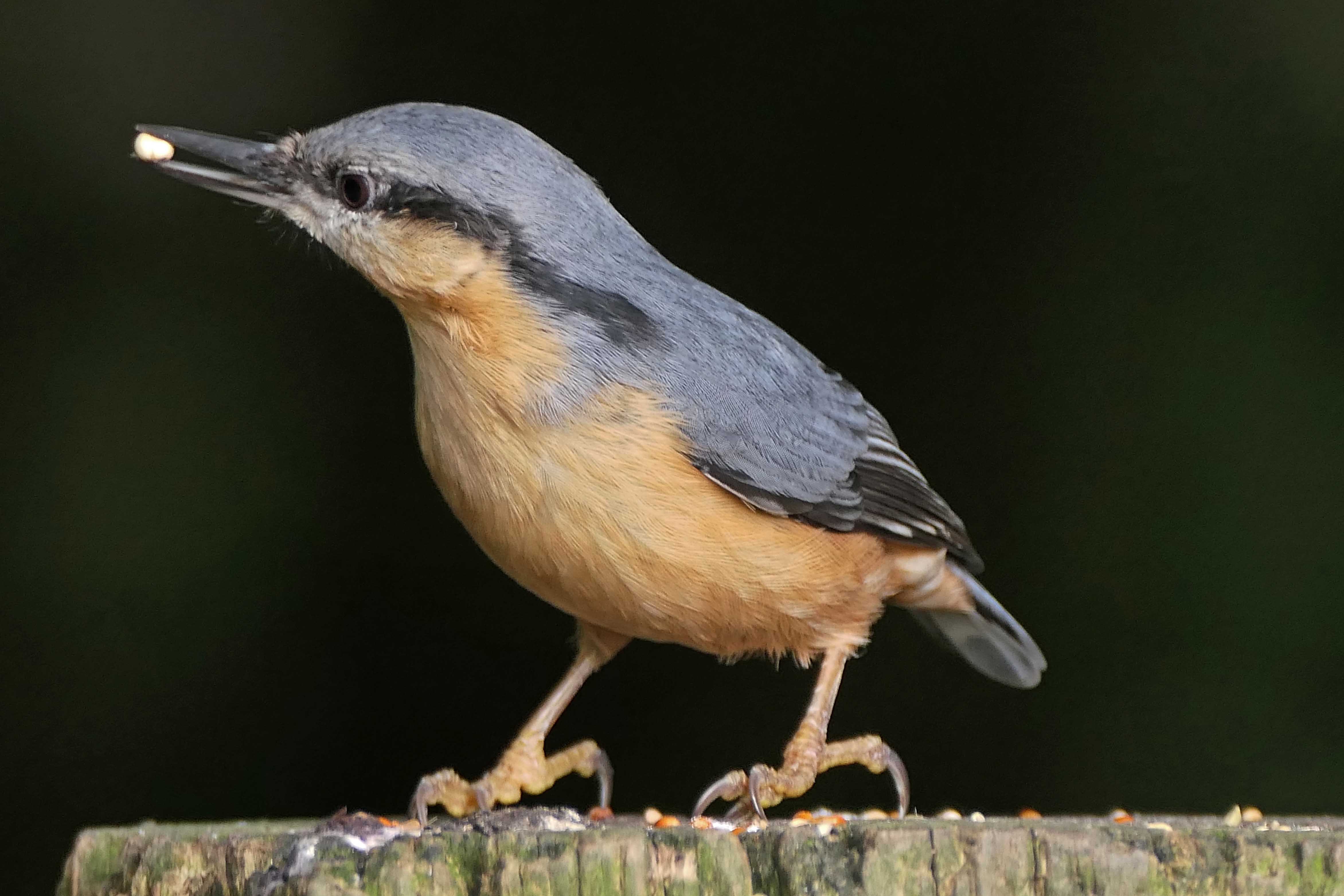 230918 nuthatch