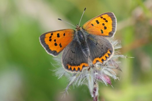 230920 small copper