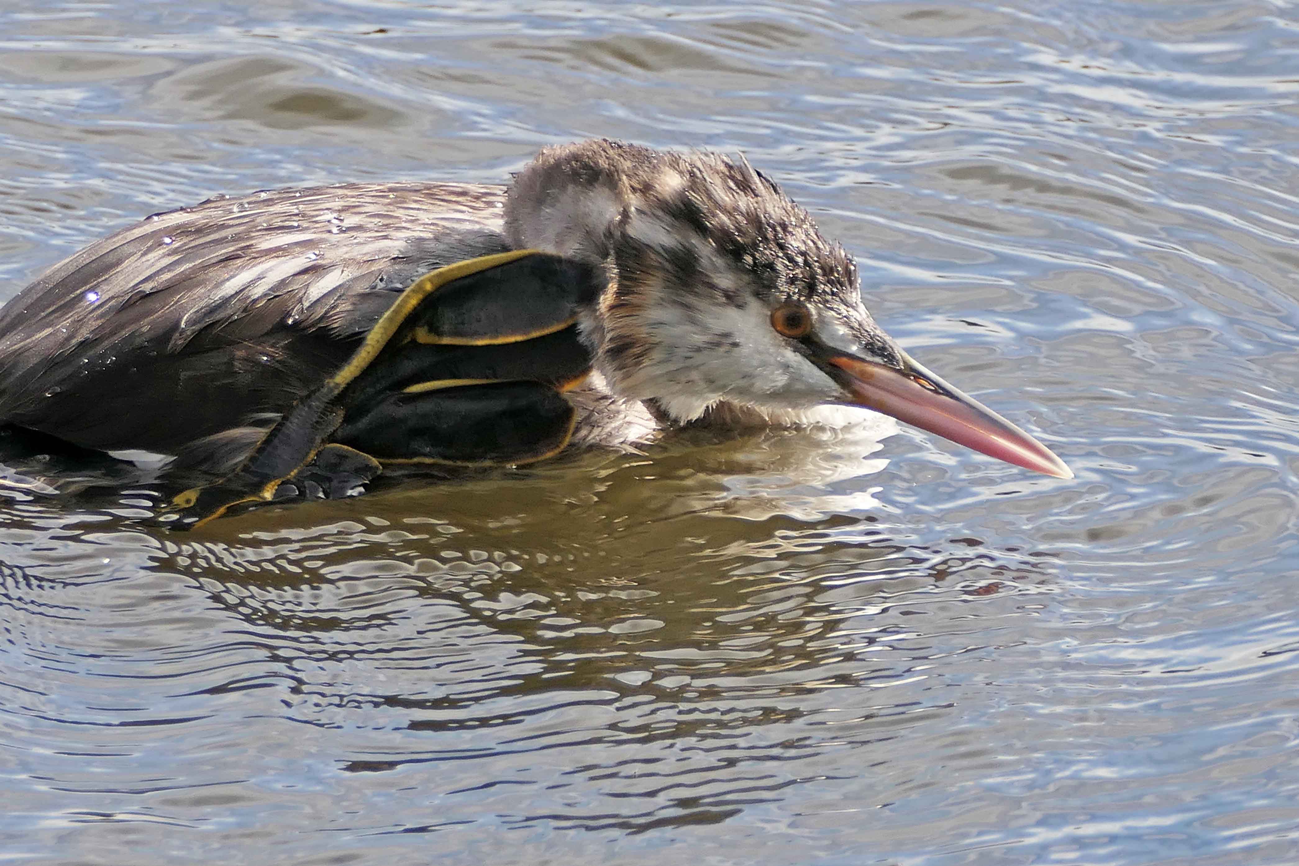230925 great crested grebe feet