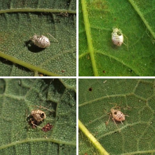 230926 aphid mummies