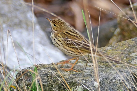230929 meadow pipit