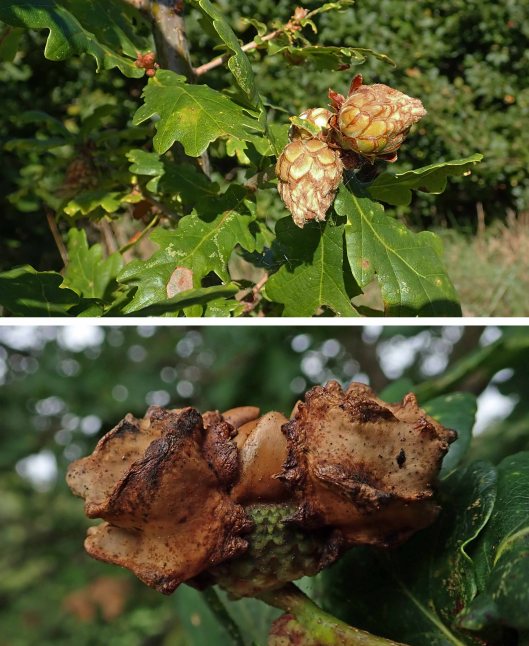 230930 acorn galls (2)