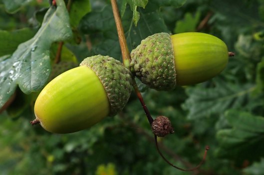 230930 acorns (1)