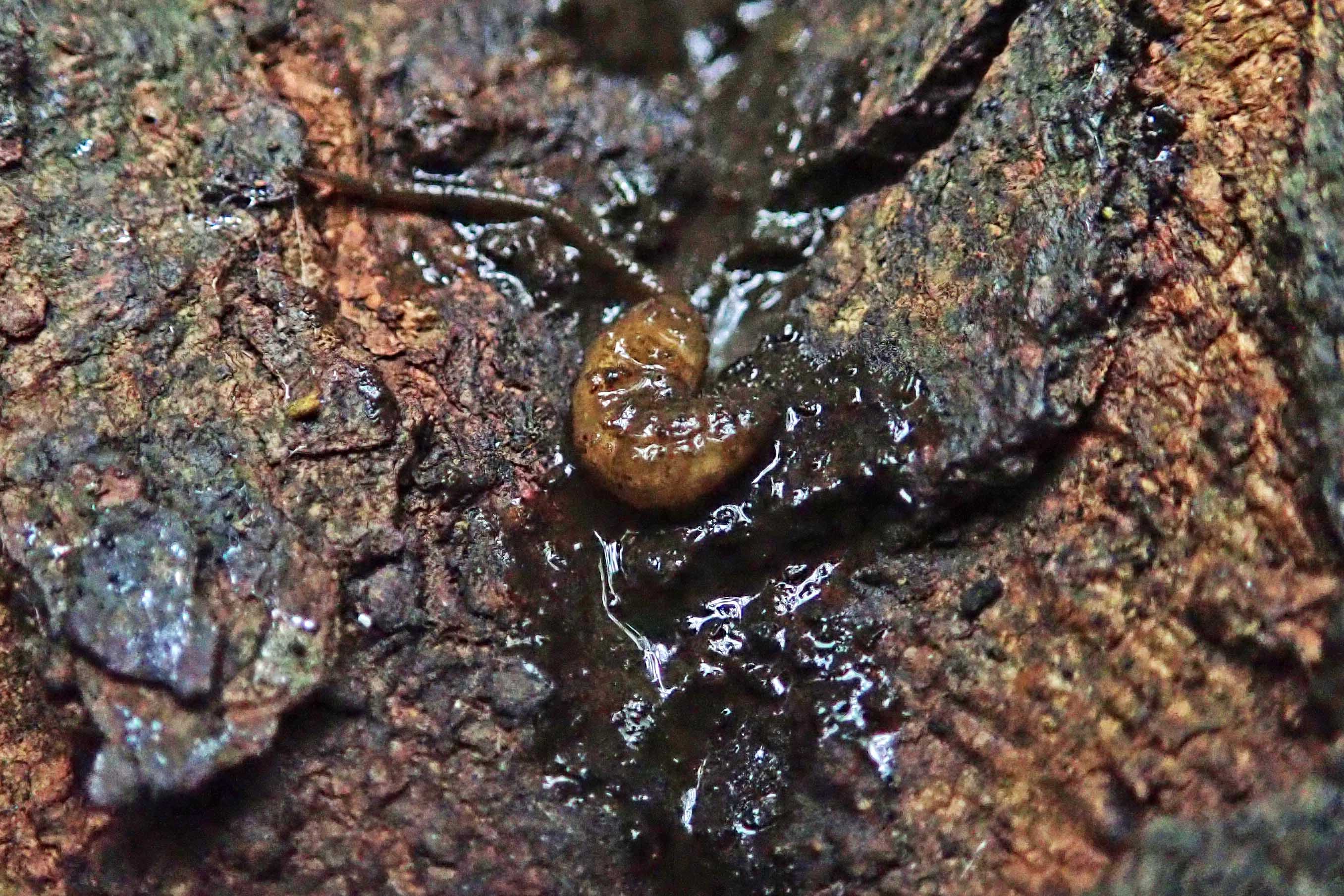 231003 myathropa florea larva