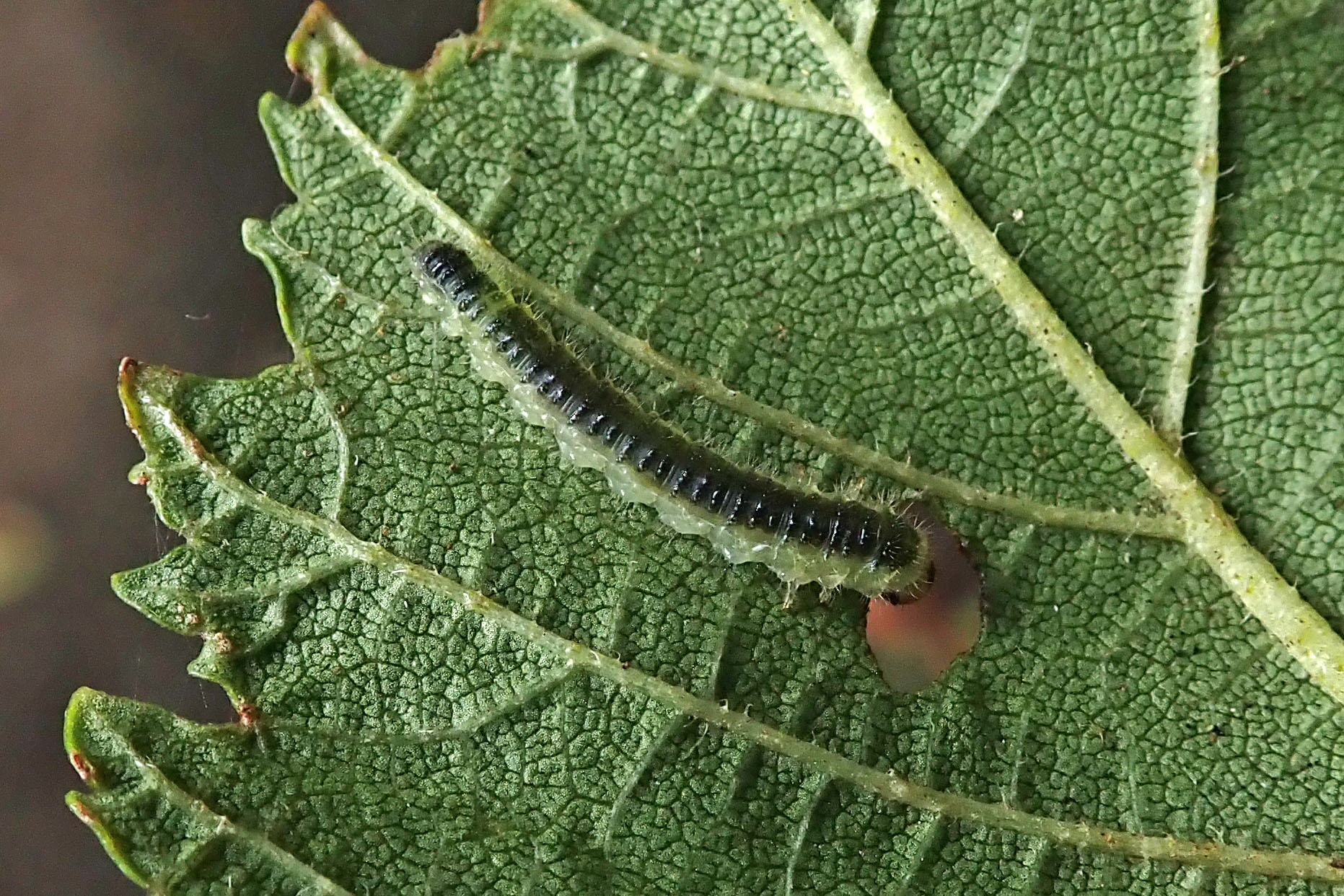 231005 Cladius ulmi (2)