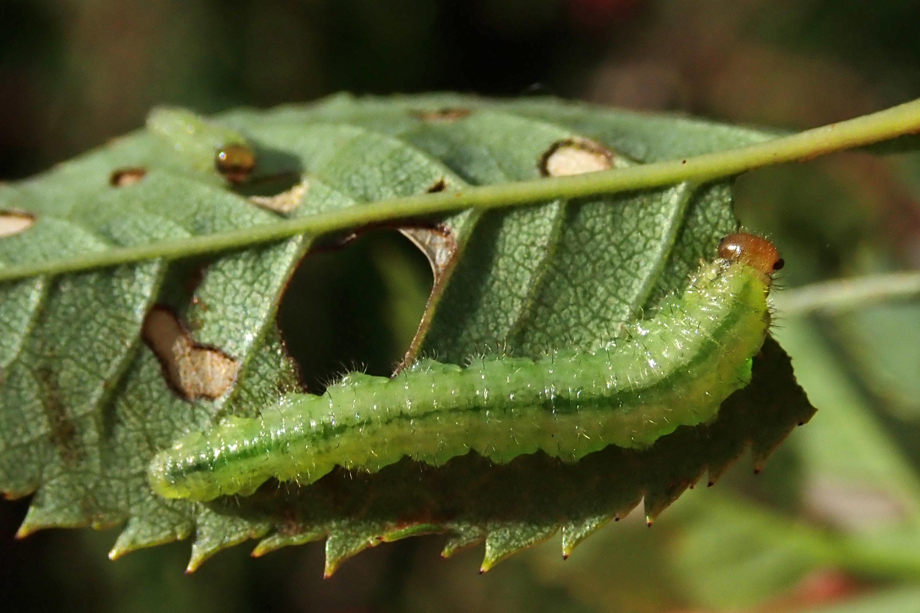 231006 Cladius on rose (1)