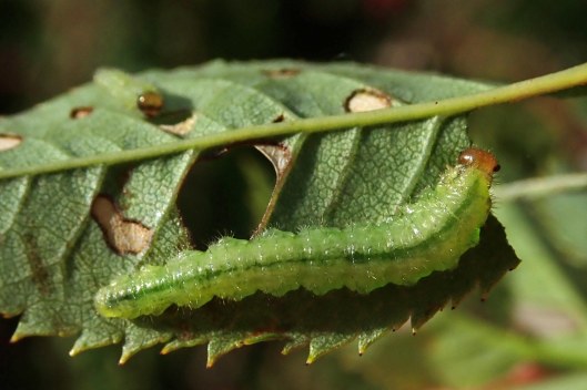 231006 Cladius on rose (1)