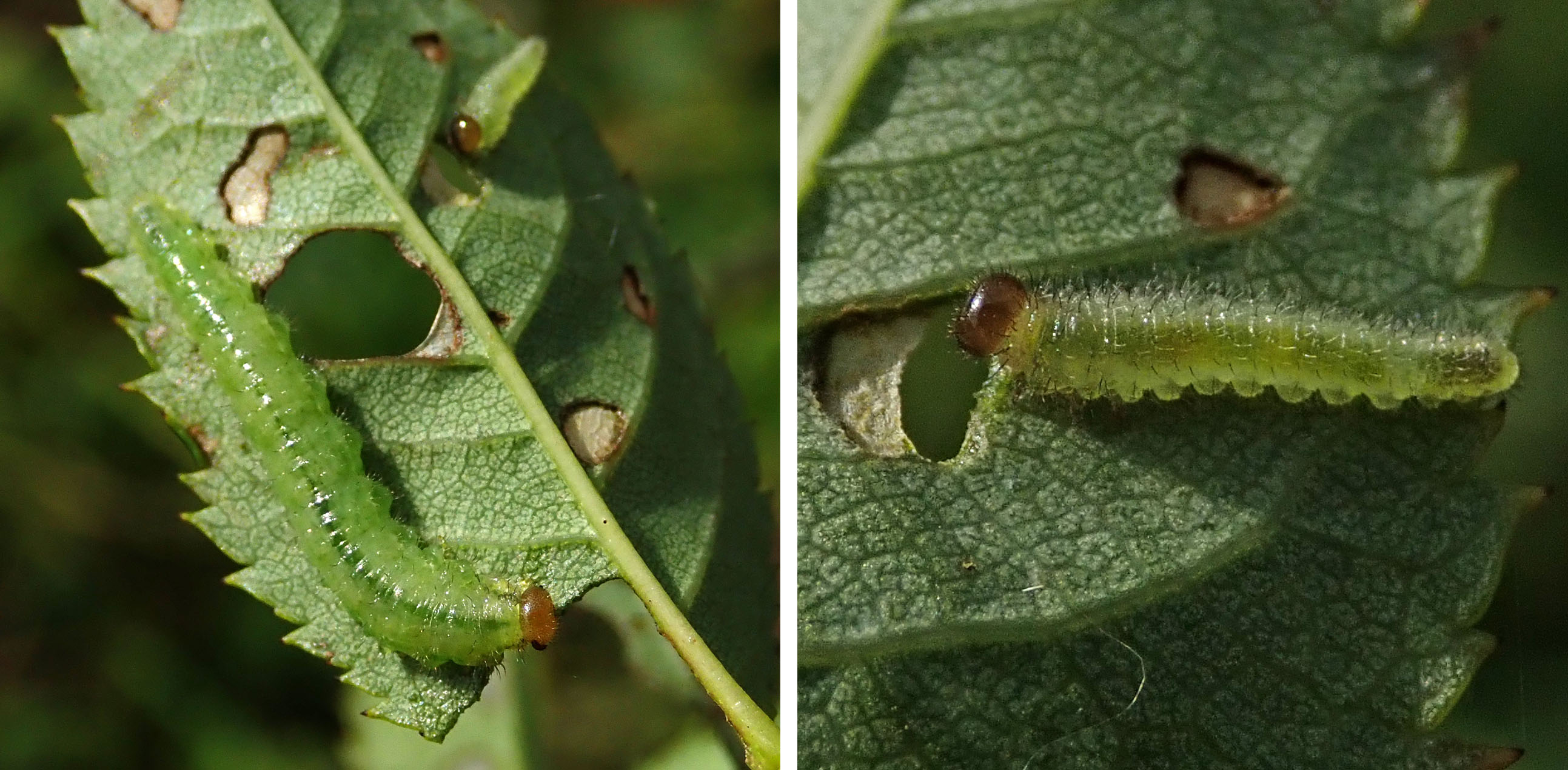 231006 Cladius on rose (2)