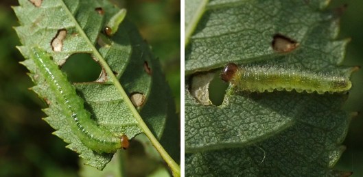 231006 Cladius on rose (2)