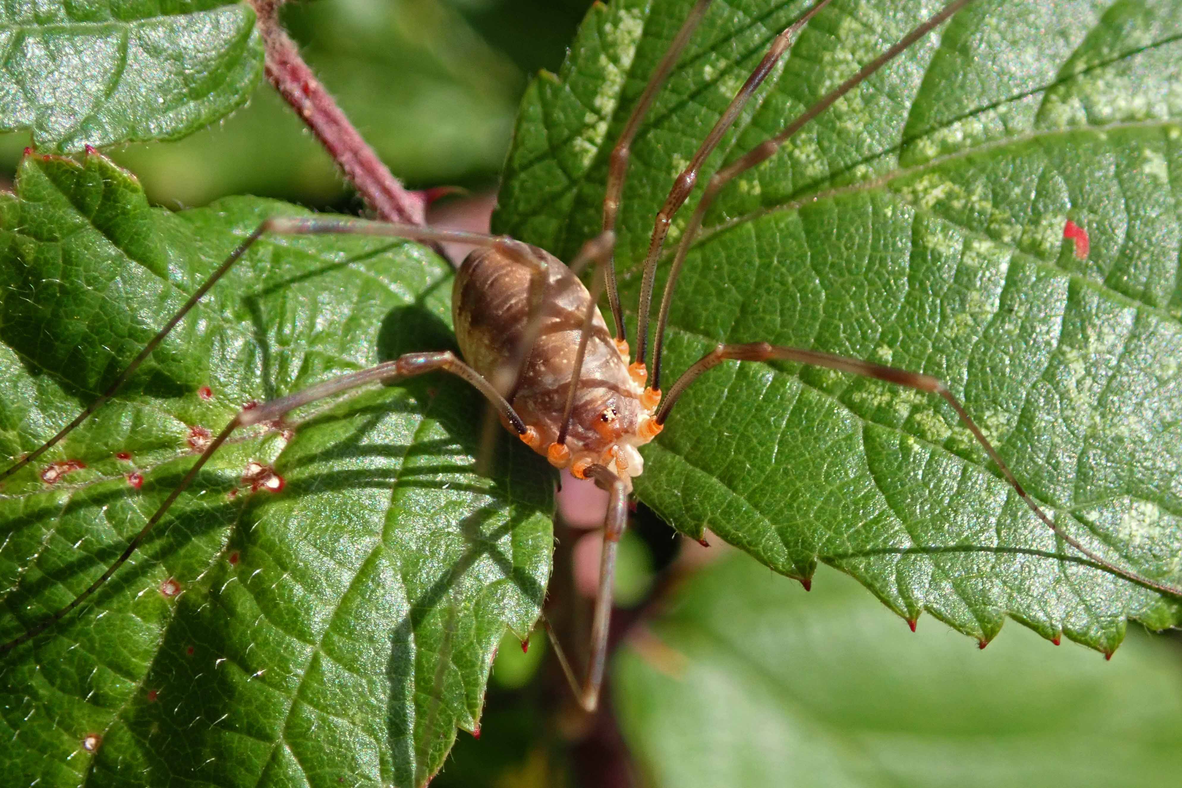 231007 Harvestman Opilio canestrinii