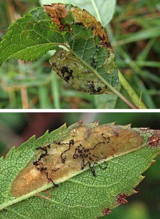 231009 lyonetia prunifoliella (1)