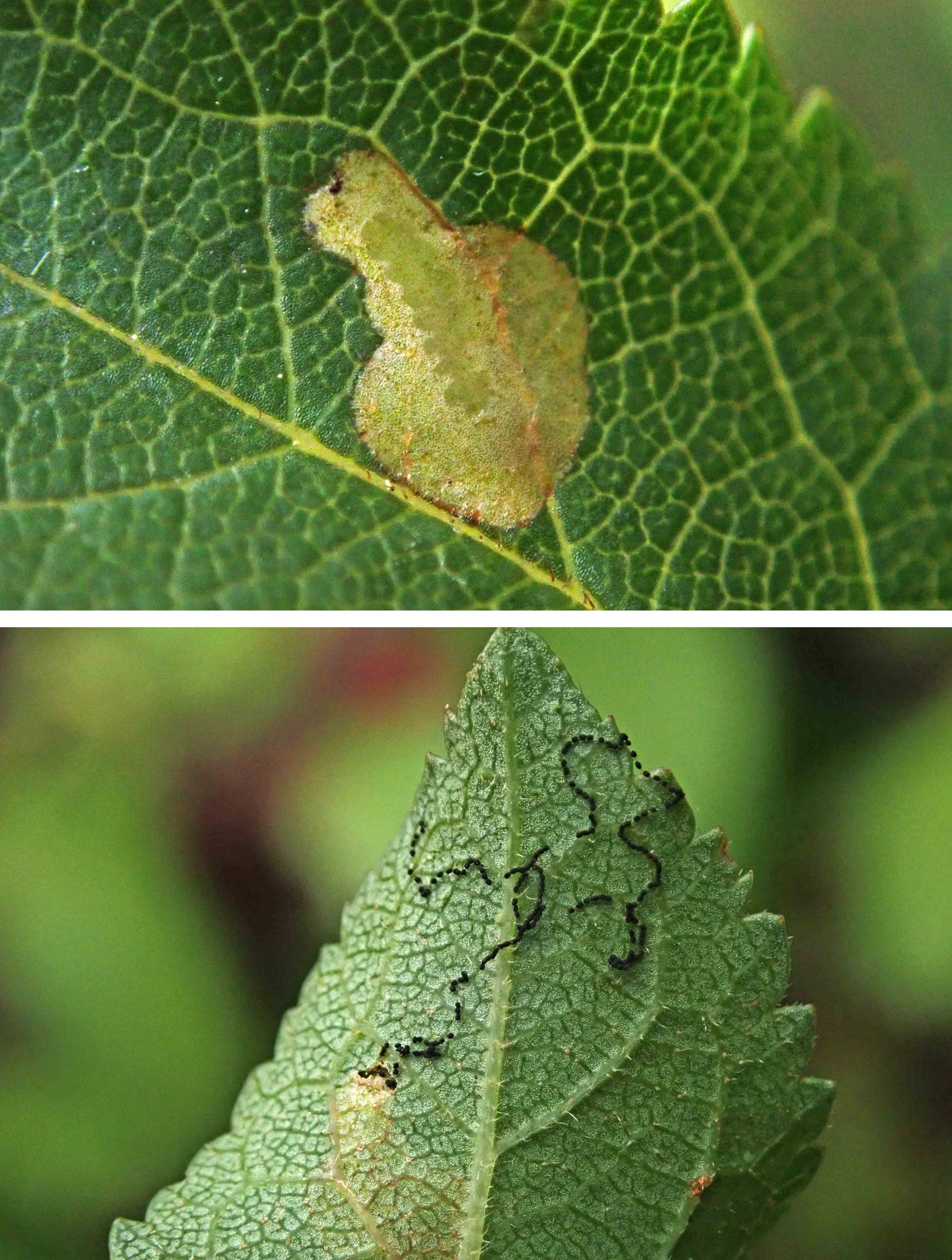 231009 lyonetia prunifoliella (2)