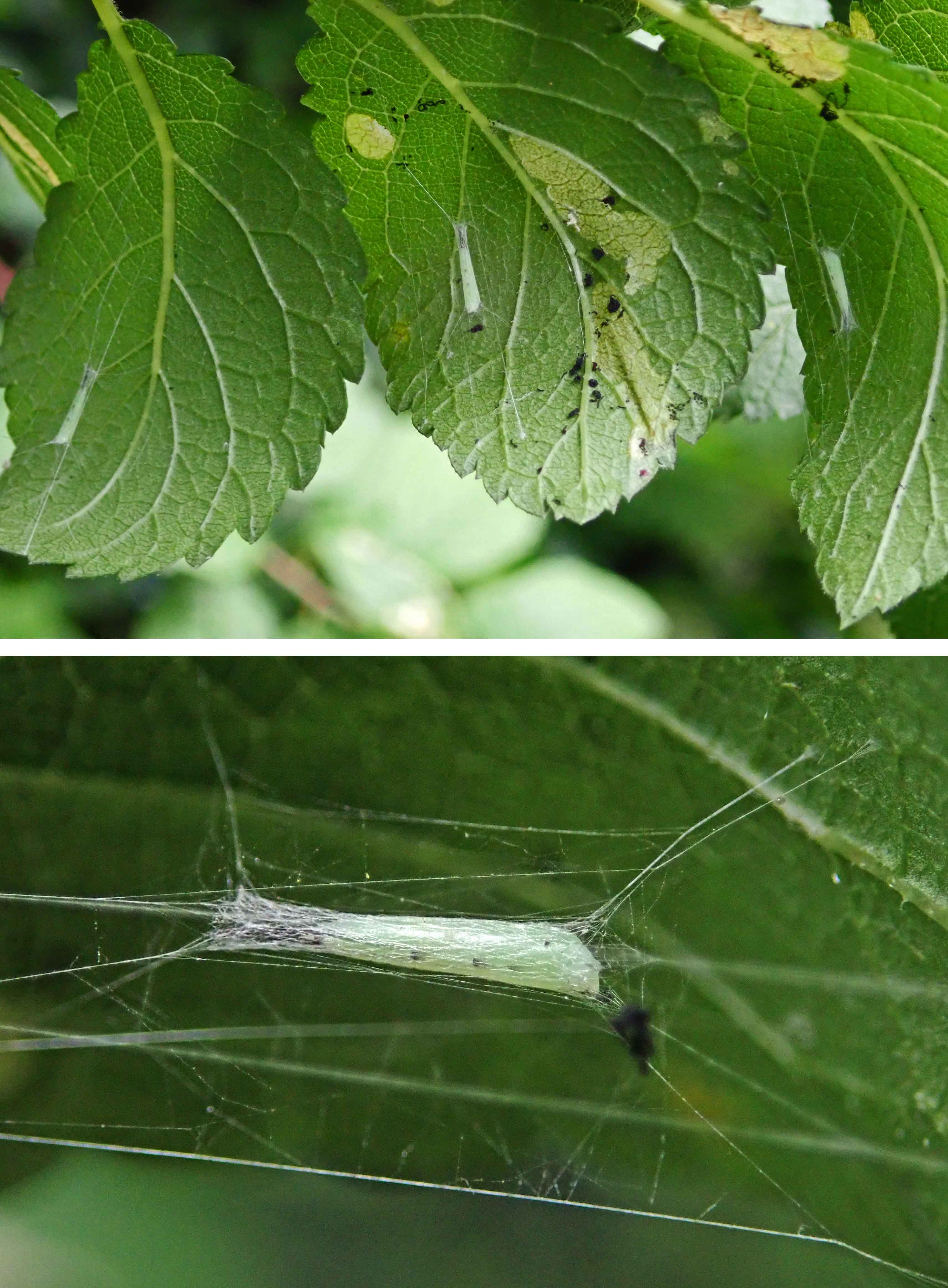 231009 lyonetia prunifoliella (3)