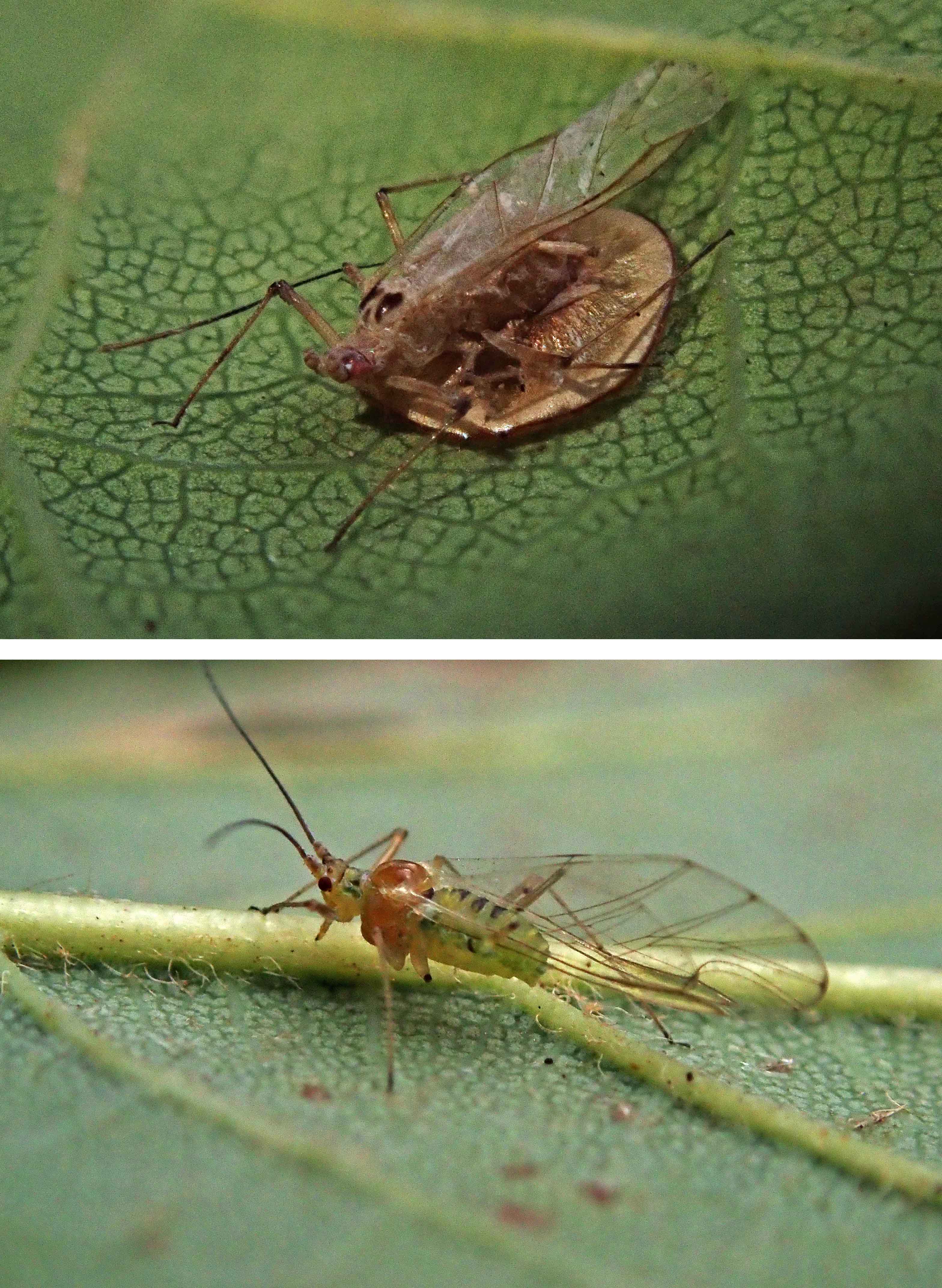 231010 Drepanosiphum platanoidis parasitised by Dyscritulus planiceps and live