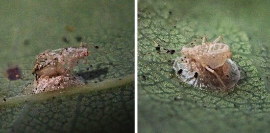 231010 Tuberculatus parasitised by Praon flavinode