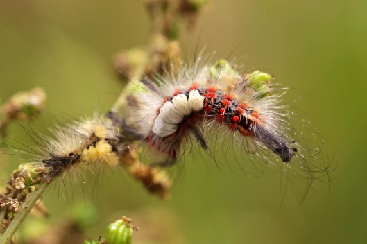 231013 vapourer larva