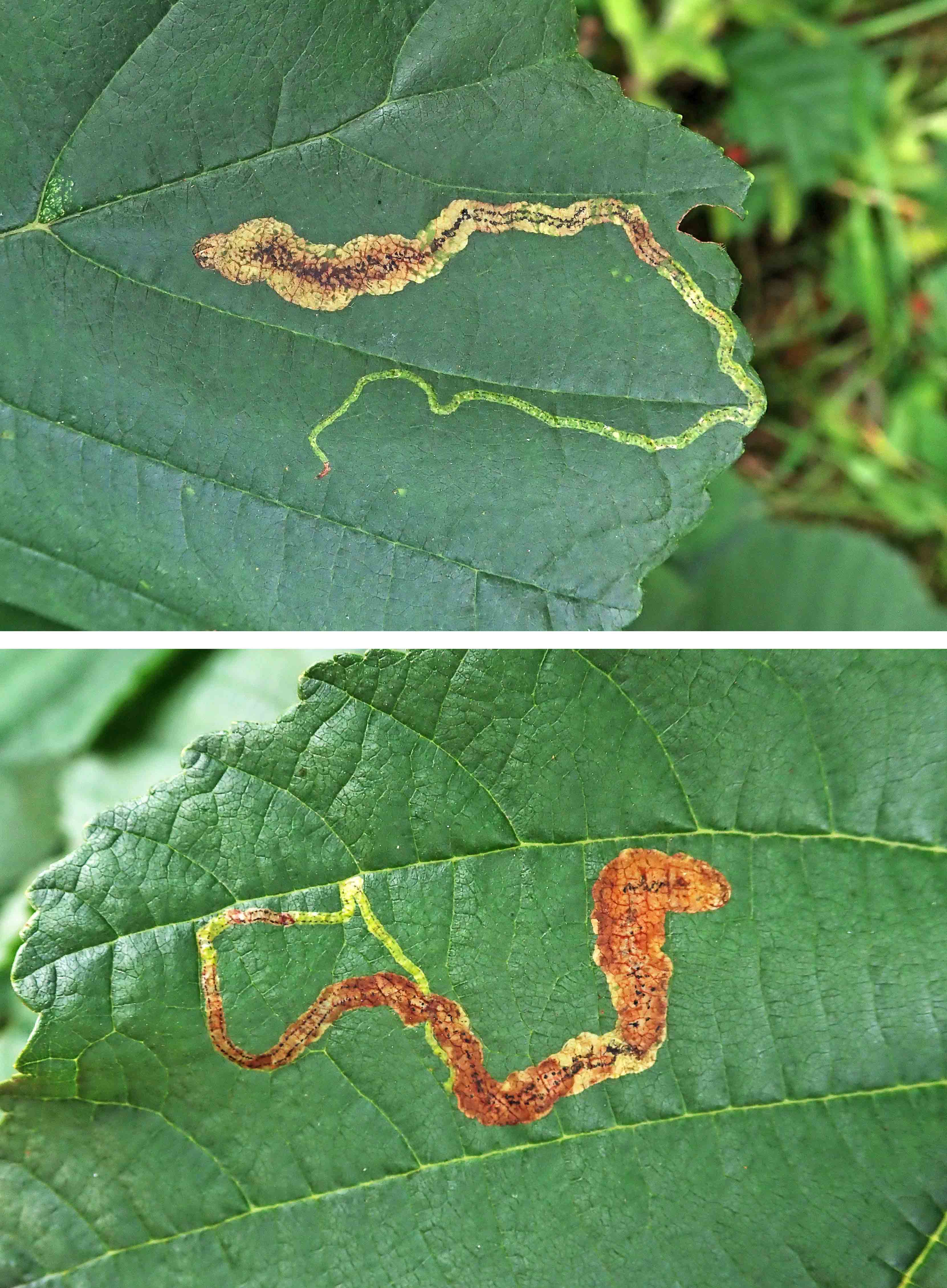 231016 Agromyza alnivora (1)