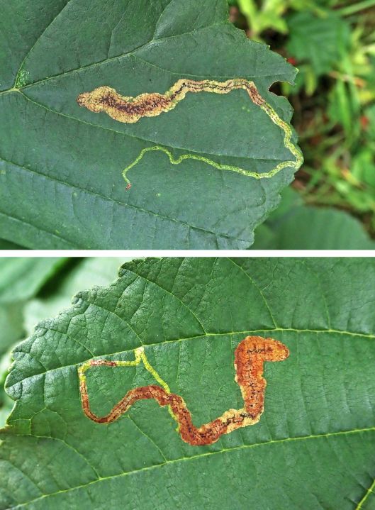 231016 Agromyza alnivora (1)