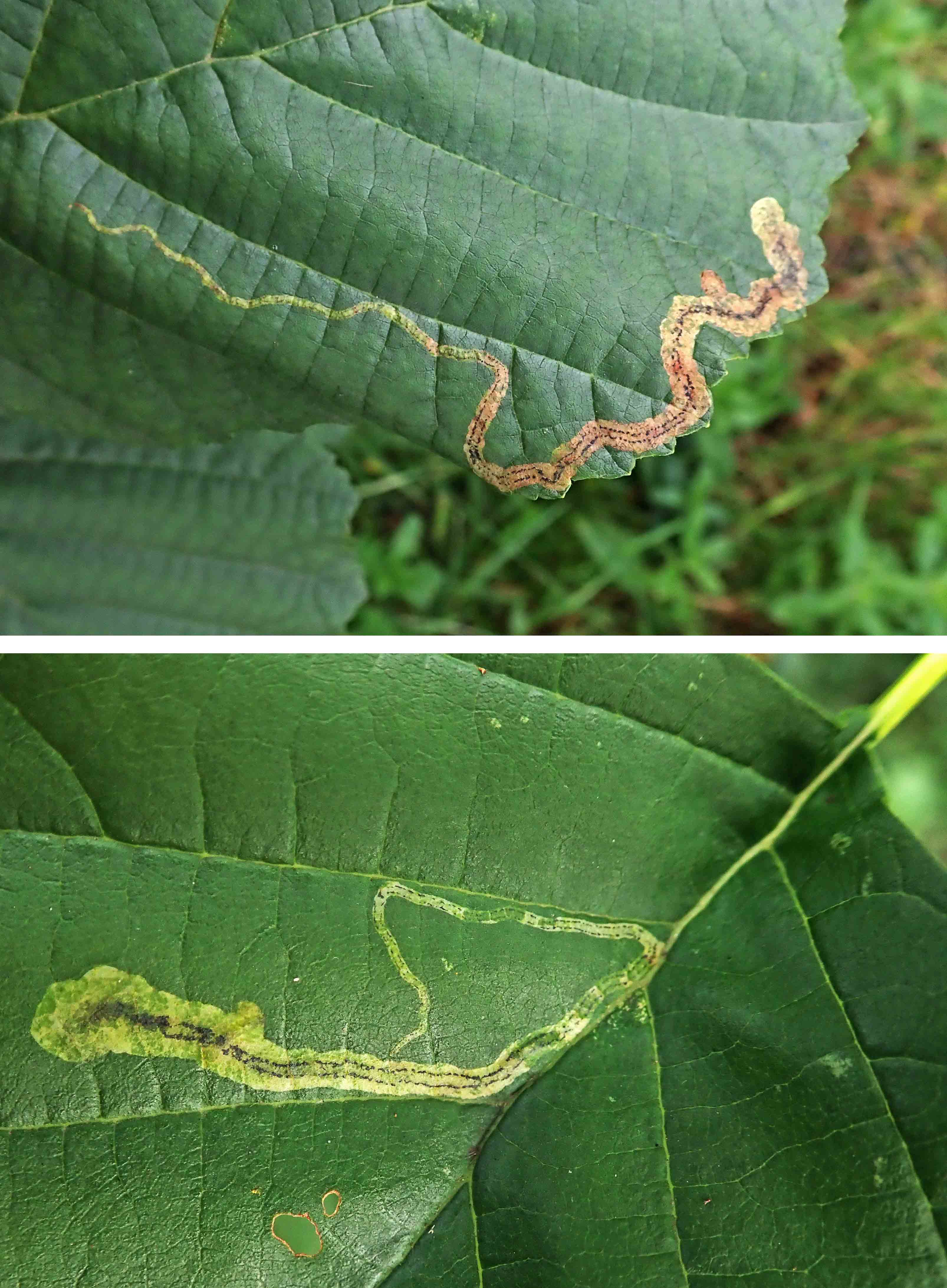 231016 Agromyza alnivora (2)