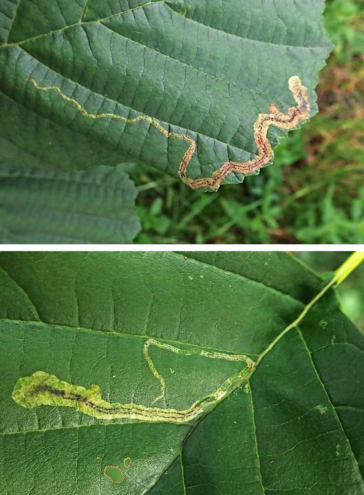 231016 Agromyza alnivora (2)