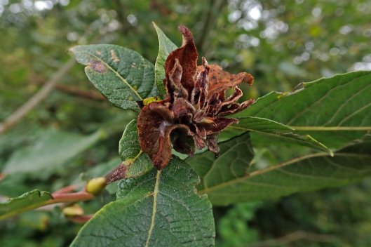 231017 Rabdophaga rosaria