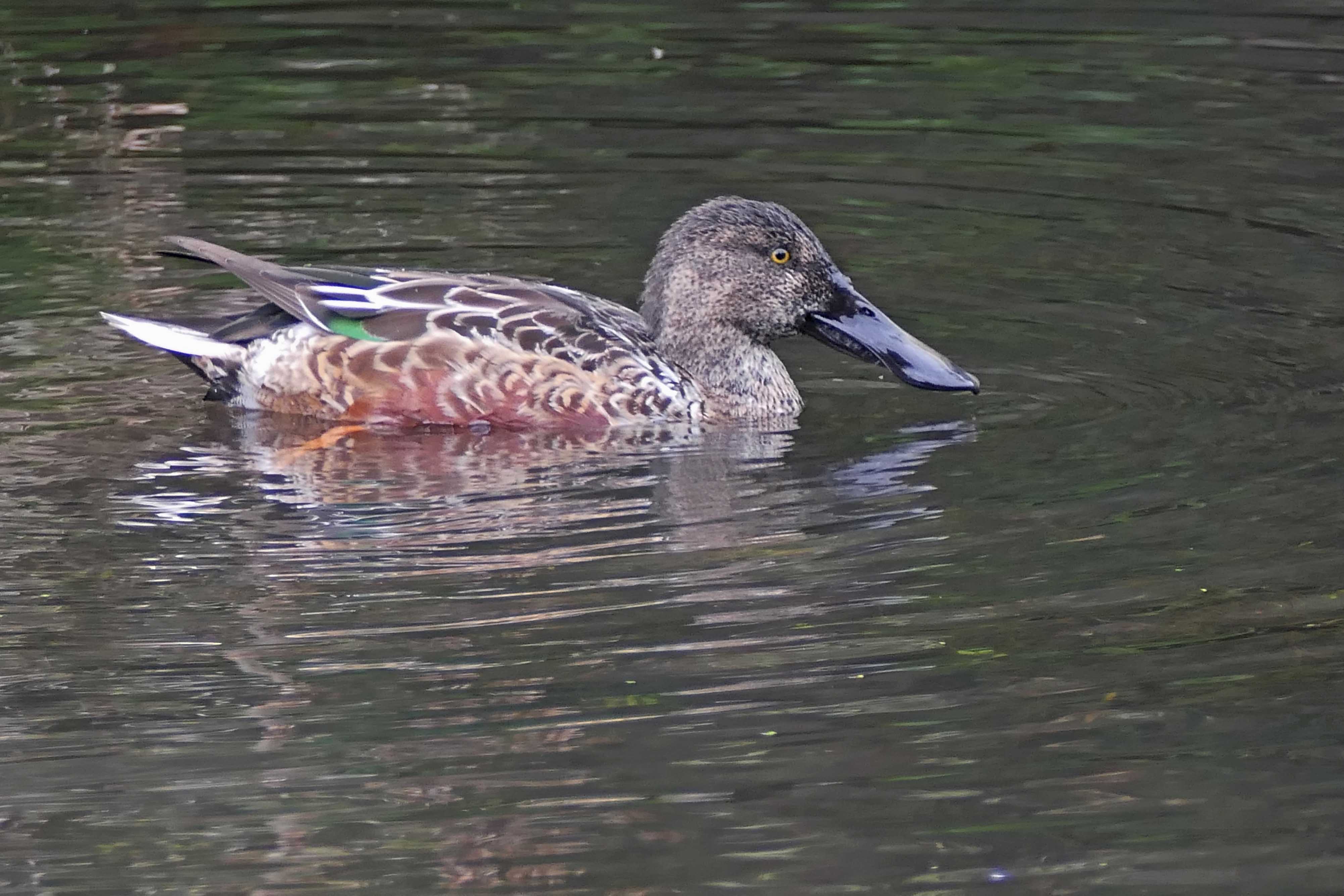 231018 shoveler (1)