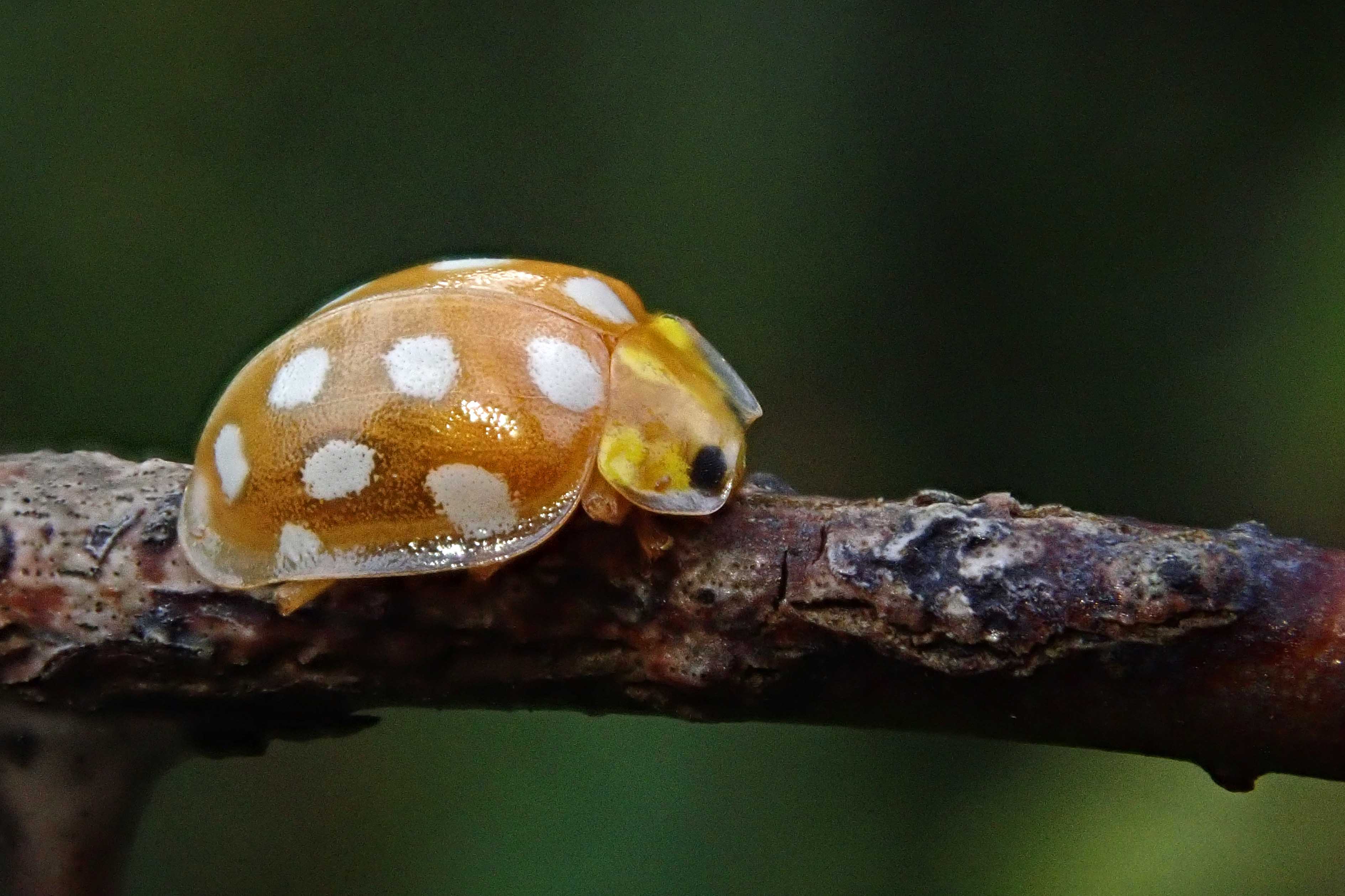231021 orange ladybird