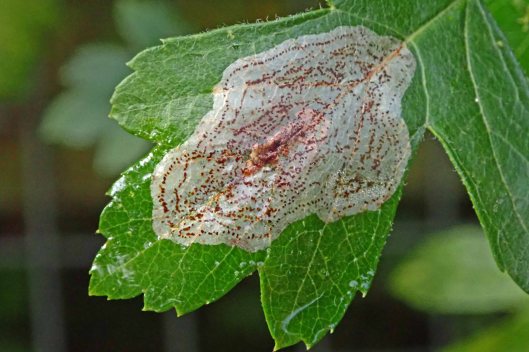 231023 Phyllonorycter corylifoliella (1)