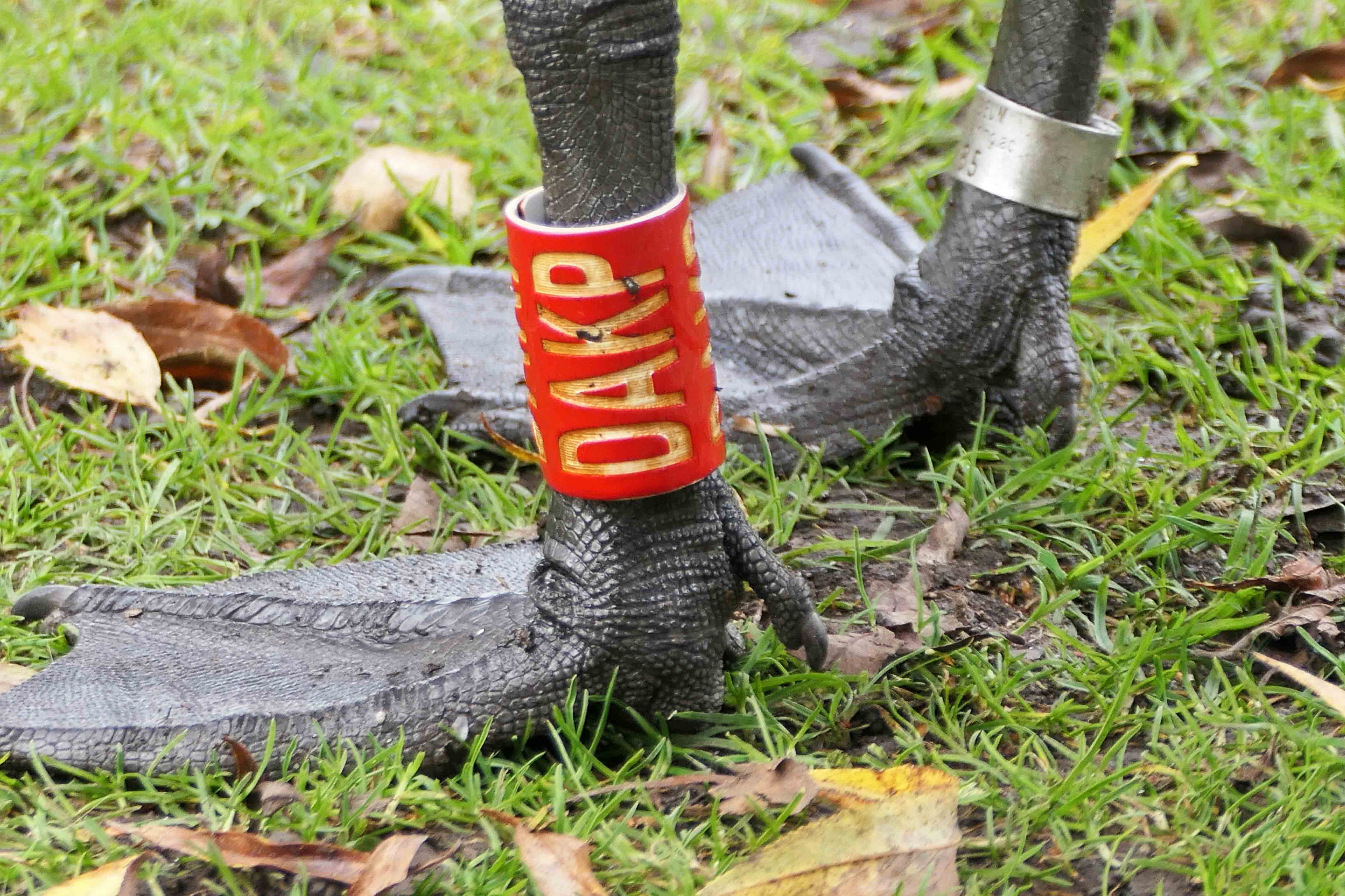 231024 canada goose (1)