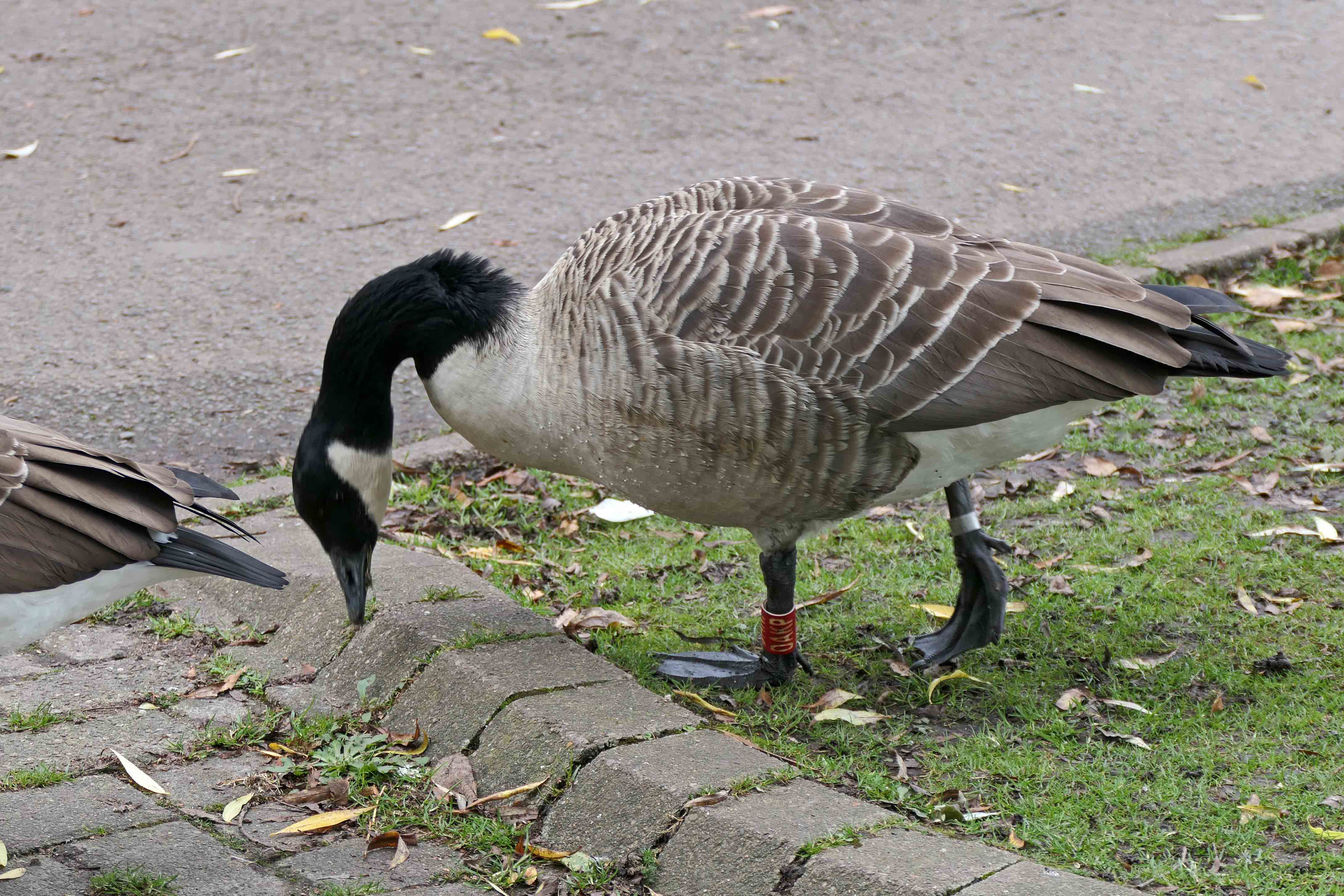 231024 canada goose (2)