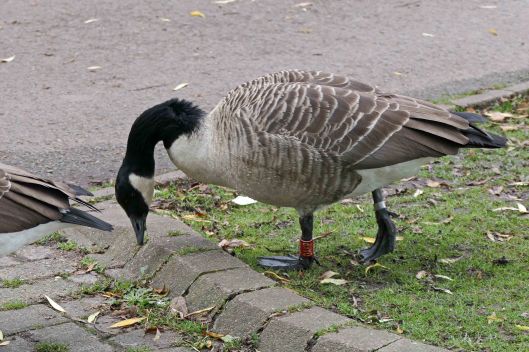 231024 canada goose (2)
