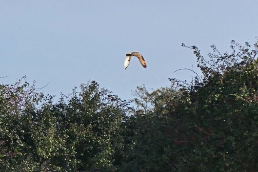 231028 short-eared owl