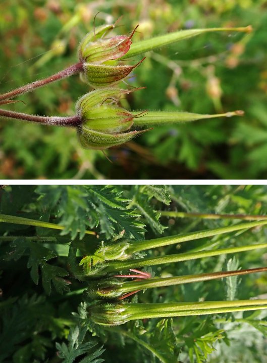 231029 meadow crane's-bill vs common stork's-bill (1)
