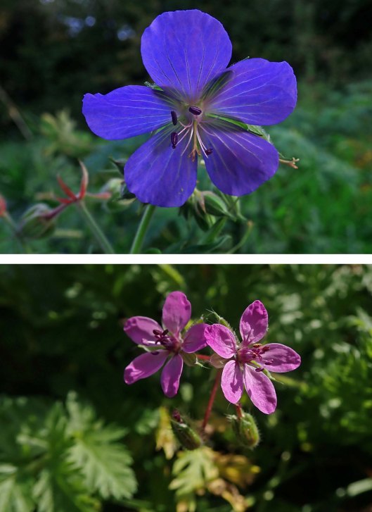 231029 meadow crane's-bill vs common stork's-bill (2)