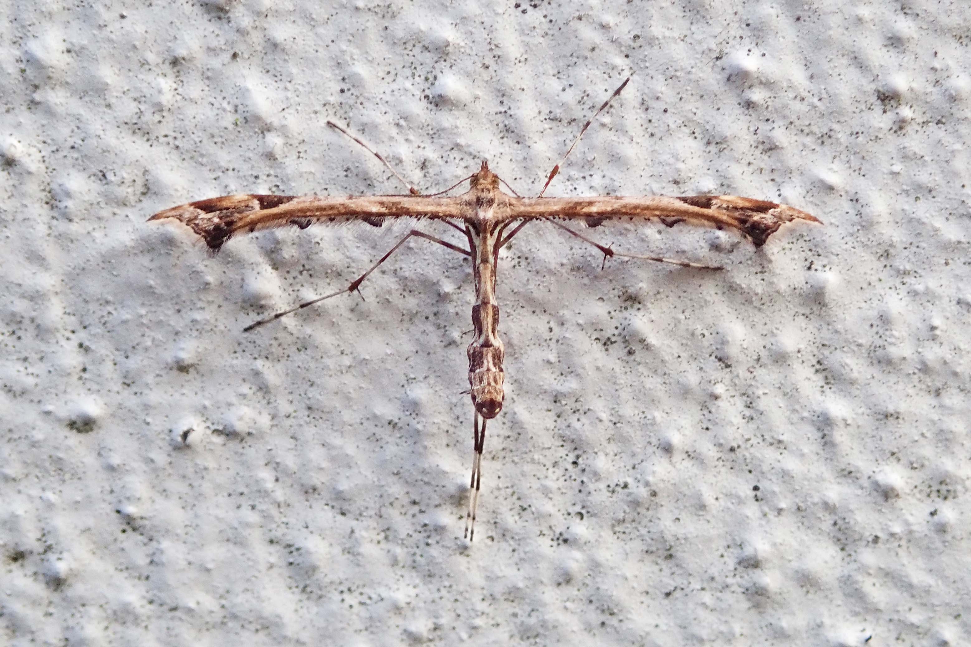 231031 Beautiful plume